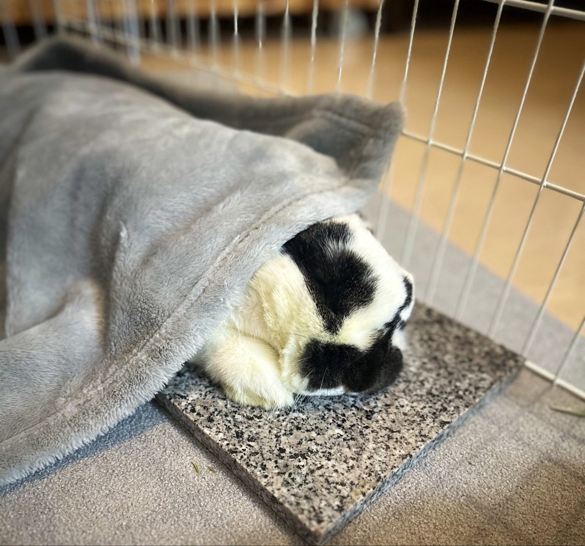 yesiambuzz's tweet photo. むにゃむにゃむにゃ💤🐰 https://t.co/vyvQ8SpvH3