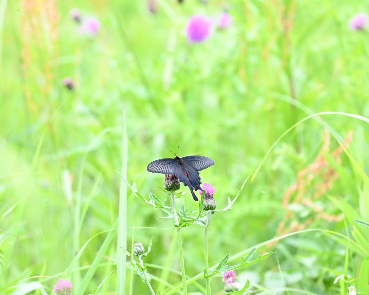 ranzan_museum's tweet photo. 蝶の宝庫！菅谷館跡
嵐山町「蝶の里公園」の隣にある菅谷館跡。実は知る人ぞ知る蝶の宝庫なのです。エノキやコナラ、クヌギなどからなる雑木林と適度に除草された草むらが広がります。写真は西の郭のジャコウアゲハ。今が旬です！
#菅谷館跡の自然　#ジャコウアゲハ https://t.co/KyiKgbvqZ8