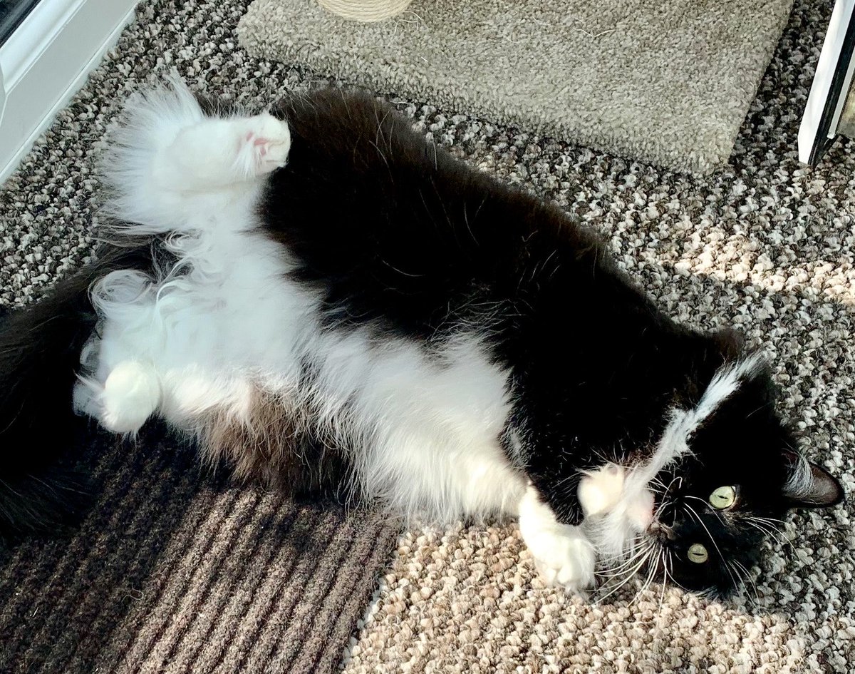PickleAndNancy's tweet photo. Airing the floof this #jellybellyfriday 😻Have a great day furiends, love Nancy 🐈‍⬛💕 https://t.co/yDNqQauLpZ