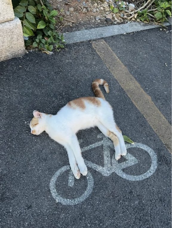 癒される動物 tweet media