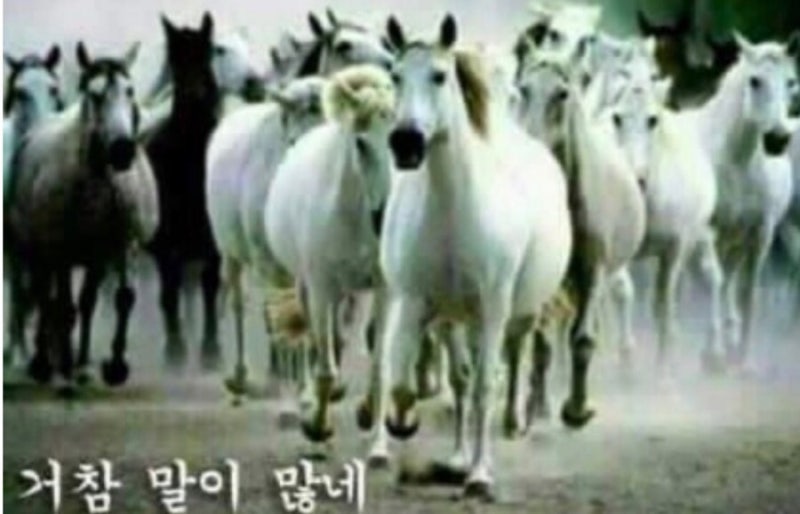 장미빌런 tweet media