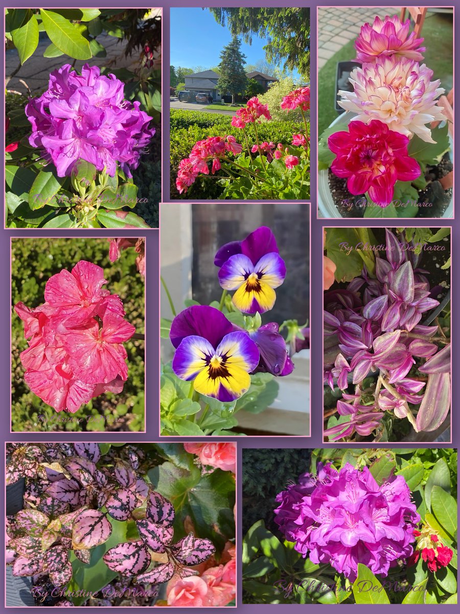 christinedemar's tweet photo. #FlowersOnFriday #PinkFriday #PurpleFriday #MyGarden &amp; I  #GrowPeace ☮️ May 29th is celebrated globally as the International Day of UN Peacekeepers✌️Today is also celebrated in many regions as Learn About Composting Day, promoting backyard composting to reduce organic food waste. https://t.co/2UobTPZao7