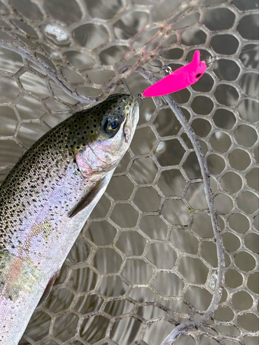 turitano4's tweet photo. 先日の今期オーパ最終戦
お世話になりました🙇
PROARMはアジングにシフト🐟
#zpi
#PROARM https://t.co/Z9a5kpC4Mv
