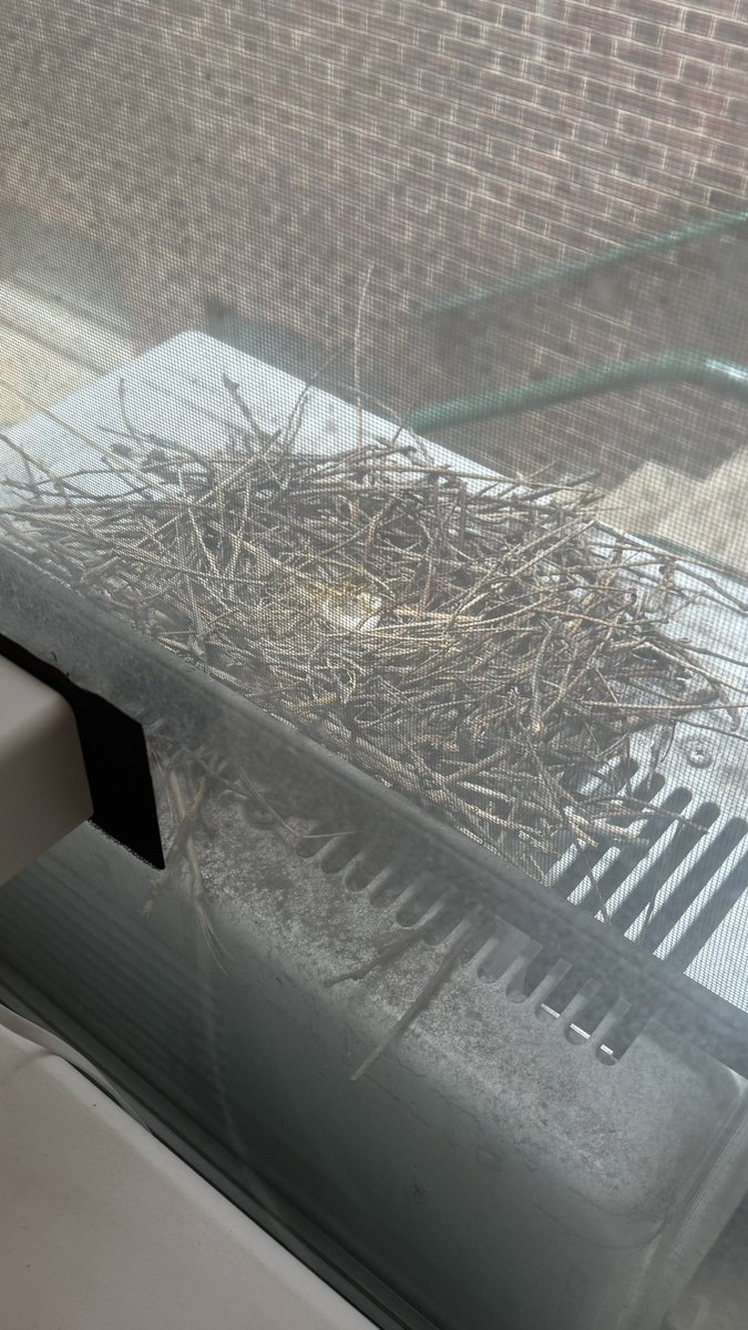 kathygrayson's tweet photo. Pigeons took over the nest chased the doves out broke the eggs and left. I threw away the nest it was really sad https://t.co/u21Iyzdsia