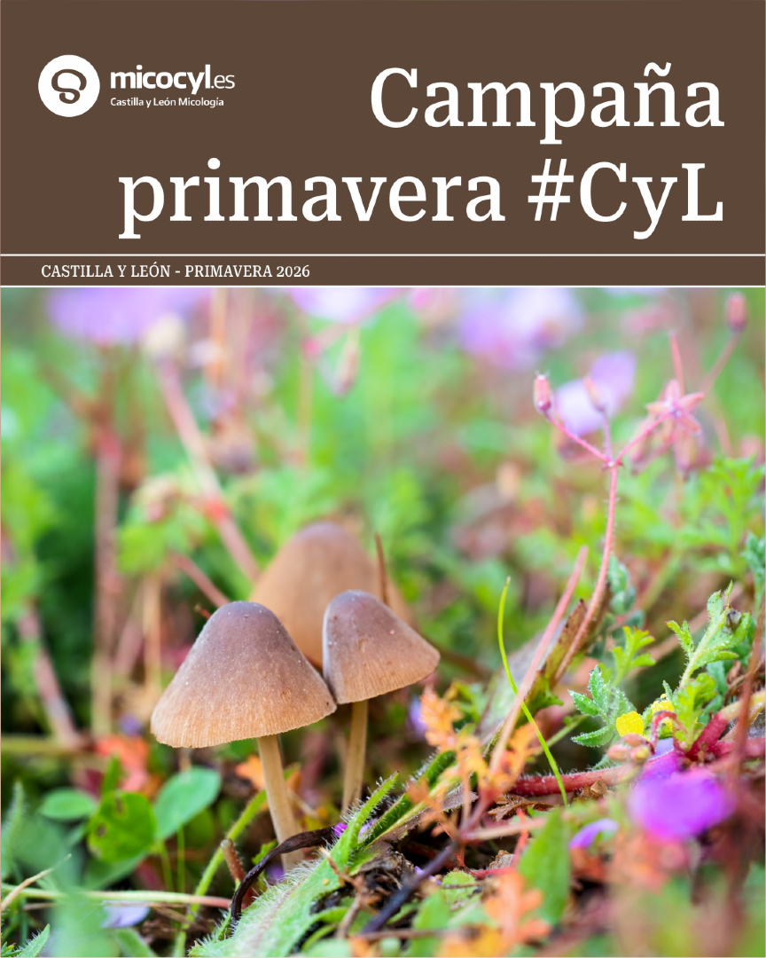 micocyl's tweet photo. 🌿🍄 La campaña de primavera en Castilla y León deja un buen arranque… pero el calor empieza a pasar factura.
🌧️ Las próximas lluvias serán decisivas. Si no, el parón estival podría adelantarse.
👉 Situación destacada por provincias: https://t.co/Cq72klubig https://t.co/lmuCxJwPxi