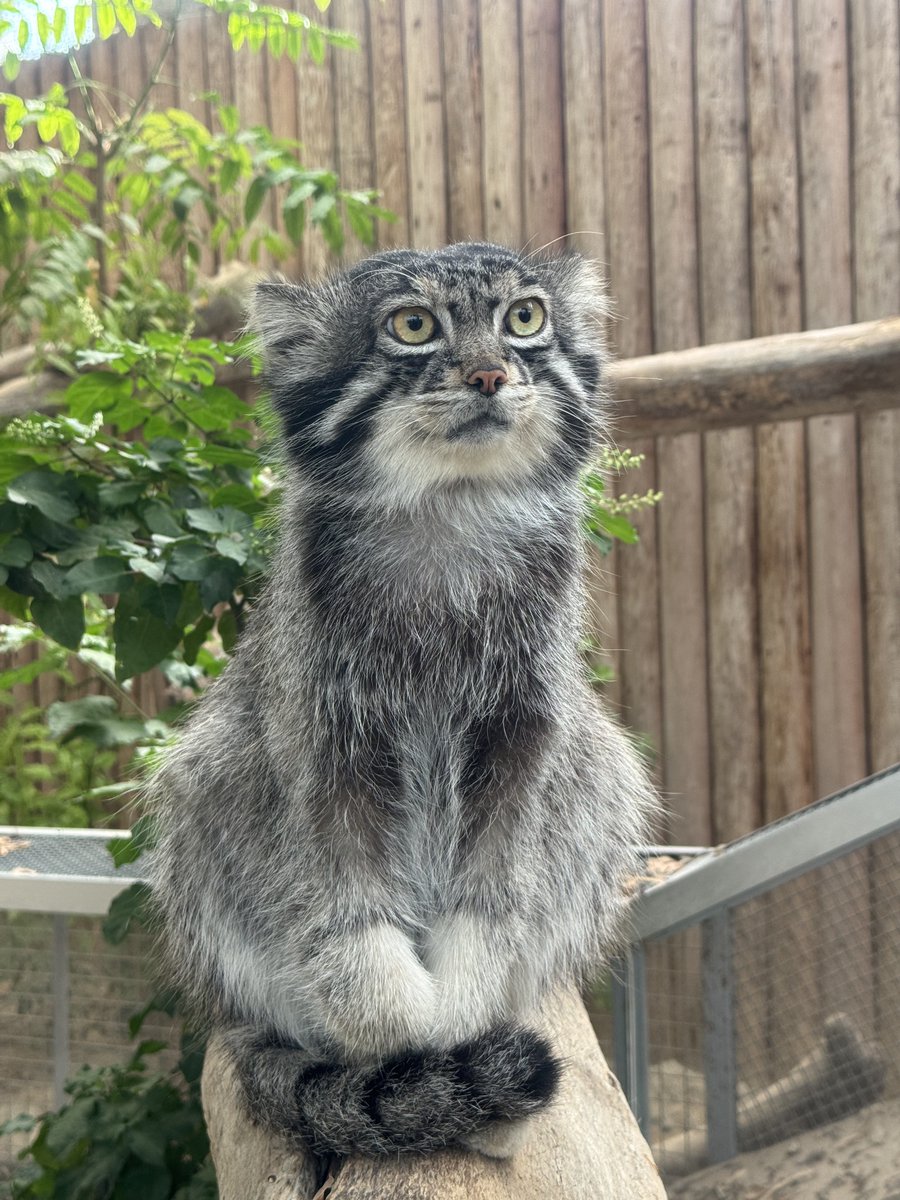alpacazaemon's tweet photo. なる https://t.co/D7n5OqaTDT