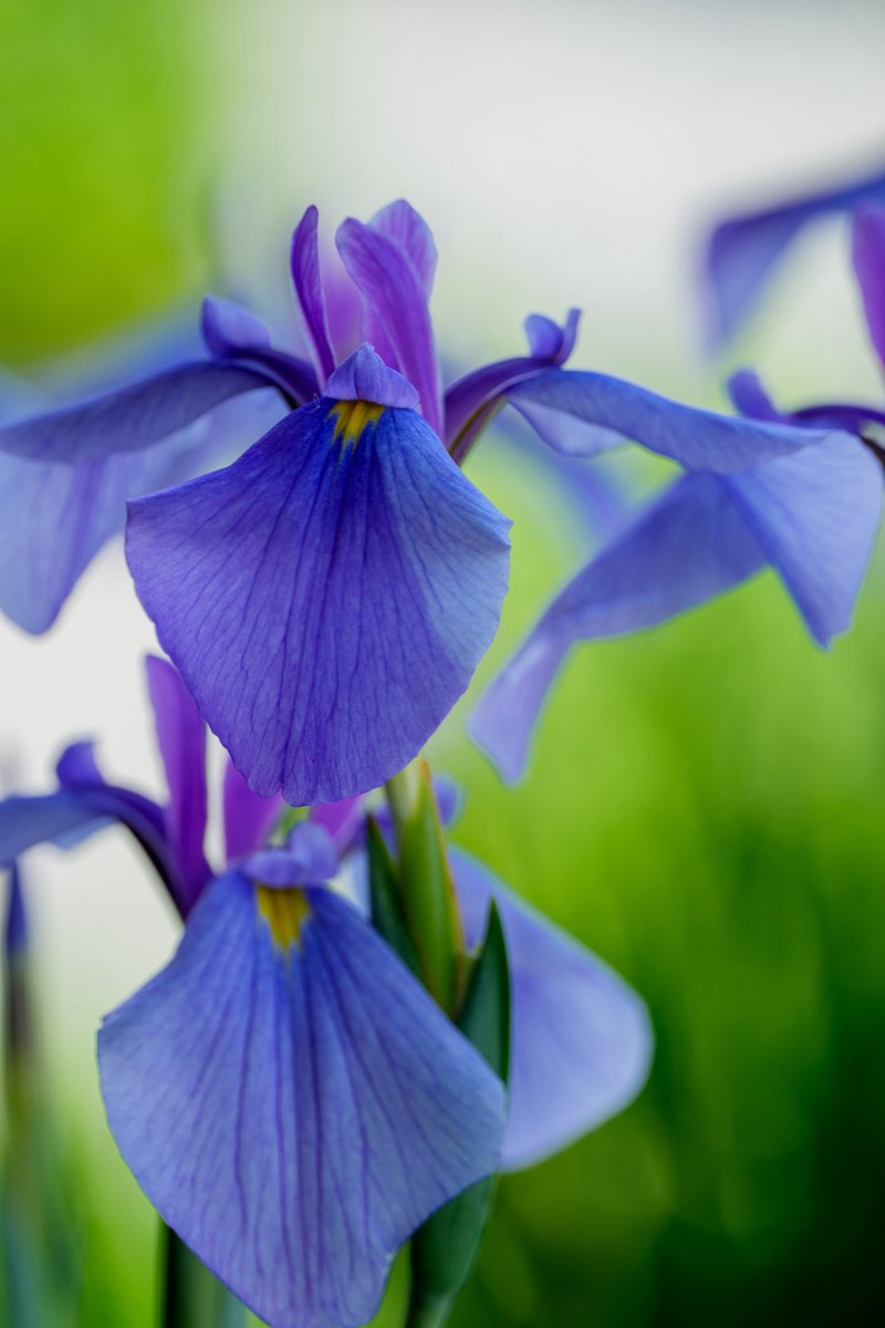 MonopreCarPhoto's tweet photo. SONY α1II &amp; FE 100mm F2.8 Macro GM OSS &amp; 2X Teleconvertor

たまには写真でもあげてみる https://t.co/RjkZSWQxXp