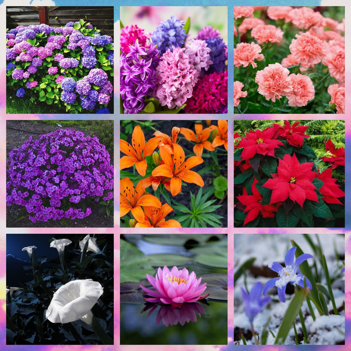 SkylarMyste's tweet photo. Mostly Hydrangea since it was something both her and her mother grew in their gardens.

But all these flowers have associations with her since she grows them all and makes things with their extracts. https://t.co/khfenxSjYX