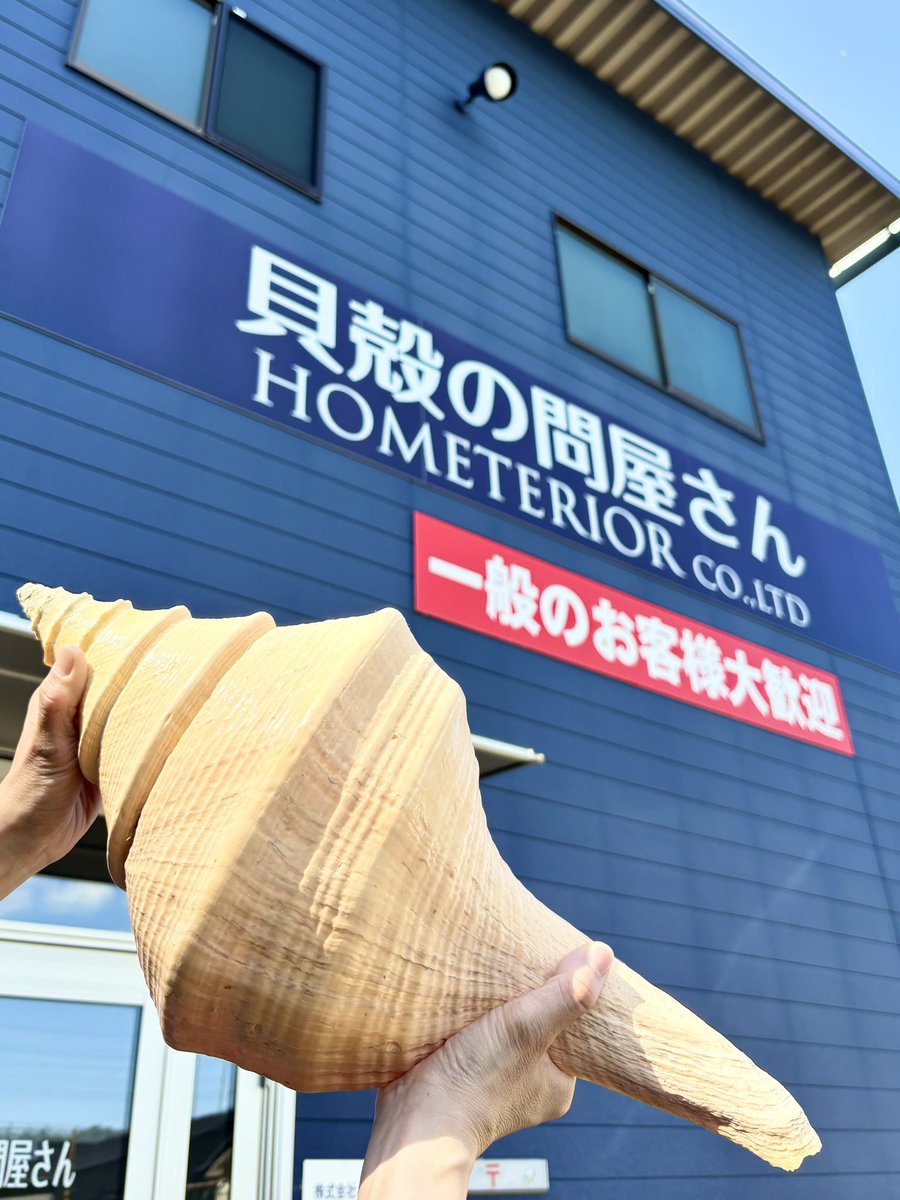 世界最大の巻貝🐚‼️ アラフラオオニシ✨ インパクトのある貝殻です🤗