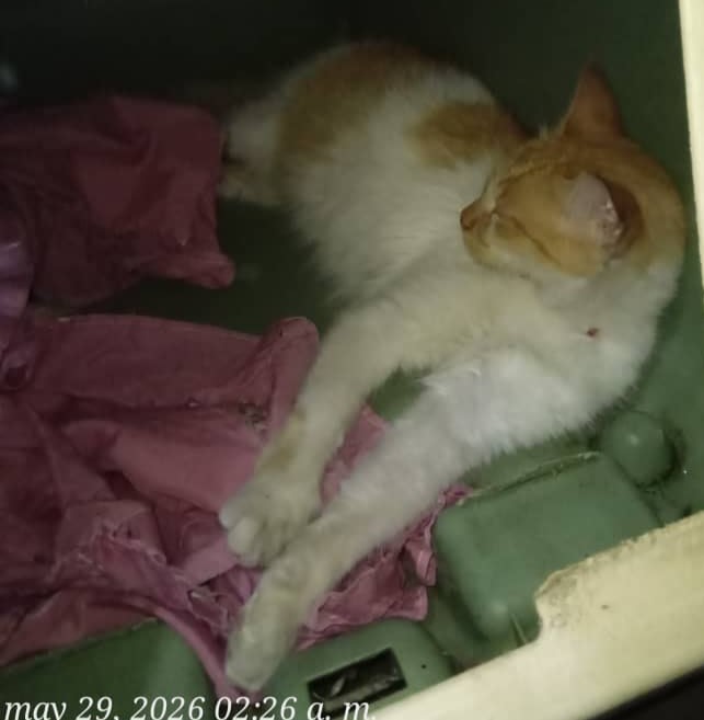 MirniaT's tweet photo. Que le pasa a la gente, que creen porque ayudamos animales tenemos que resolverle la vida a cuánto hdp quiere deshacerse de sus animales. Hasta cuándo, yo no puedo con un animal más. Espero que el karma les llegue pronto a esos malnacidos motorizados. https://t.co/cgefmvDEjg