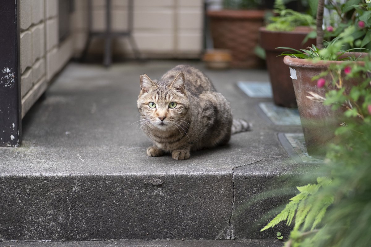 コーキ tweet media