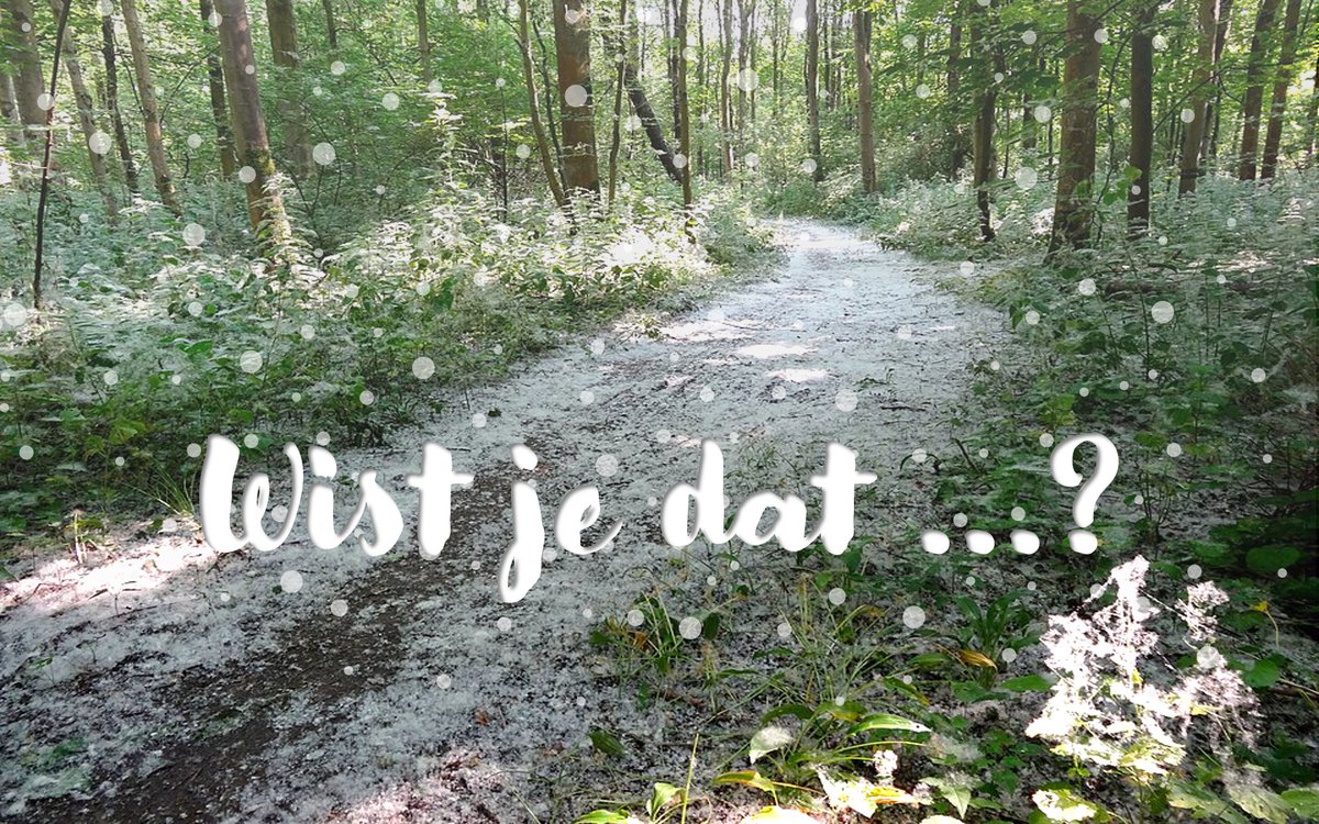 FilipLardon's tweet photo. ❓#Wistjedat de witte pluisjes die je nu vaak buiten ziet rondzweven, geen pollen zijn maar zaadjes, eigenlijk zaadpluizen van populieren of wilgen? Deze zachte, wattenachtige vlokjes zijn kleine zaadjes met een donslaagje, waarmee bomen hun zaden door de wind laten verspreiden. Veel mensen verwarren ze met pollen, maar dat klopt niet: pollen (of stuifmeel) zijn microscopisch kleine mannelijke sporen van zaadplanten, die moeten zorgen voor bevruchting tot zaadjes. Pollen zijn met het blote oog niet zichtbaar, terwijl deze zaadpluisjes juist duidelijk te zien zijn en vaak in grote hoeveelheden rondzweven. De pluisjes zelf veroorzaken zelden allergieën zoals hooikoorts (ze zijn doorgaans te groot voor je neus om in te ademen), al kunnen ze soms wel lichte irritatie geven. Het echte probleem komt van gras- en boompollen die op hetzelfde moment door de wind worden meegevoerd, wat de verwarring en eventuele allergische klachten kan versterken. Dat je ze nu zo massaal ziet, komt doordat bepaalde boomsoorten in het late voorjaar hun zaden loslaten. Het is een heel normaal natuurverschijnsel en valt op bij warm en droog weer, alsof er zomerse sneeuw door de lucht dwarrelt.
