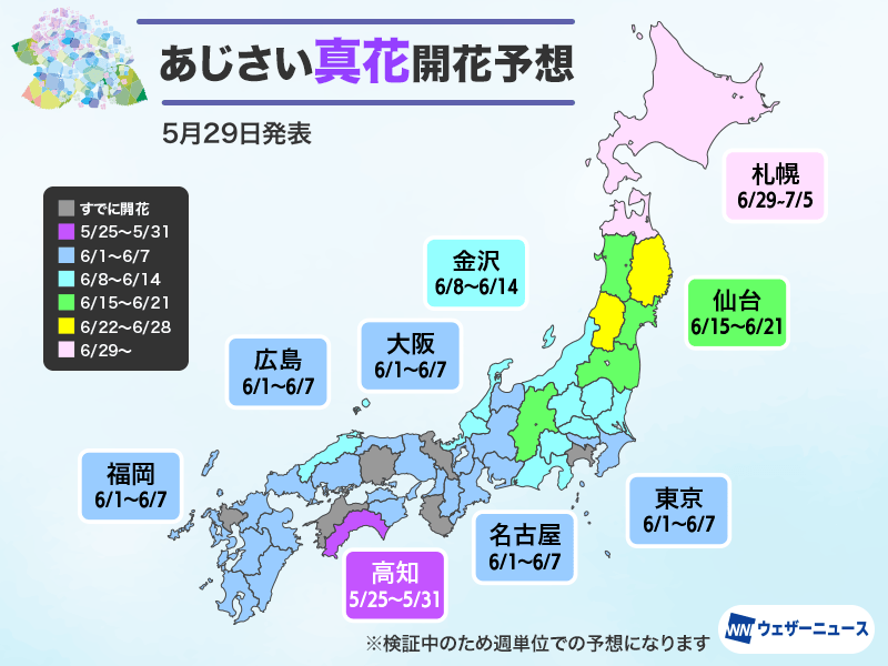 wni_jp's tweet photo. ＜紫陽花の開花：西・東日本は来週ピーク＞
各地であじさいが生長しています。25日に松山で今年最初の発表がありました。その他、京都や横浜など6地点でも開花がありました。

ウェザーニュース独自の予想では、来週は西日本と東日本の多くの地点で発表される見込みです。
https://t.co/7NHSP3SjTr https://t.co/G4u8W8aumt