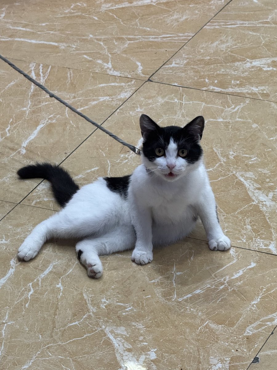 bartyuan0219's tweet photo. 二球猫 https://t.co/a86FwSGXjY