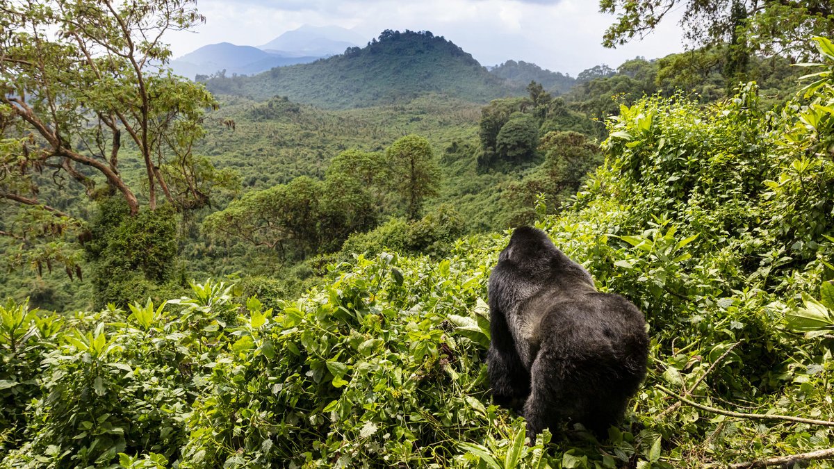 gorillaexperts's tweet photo. SHORT GORILLA TRACKING SAFARI IN RWANDA. 
This safari is perfect for anyone who is limited on their time in Rwanda, or as a combined safari with another East African destination.  Book your 2026/27 guaranteed seat now. 
https://t.co/31ulSvRGSG https://t.co/Twxd144haN