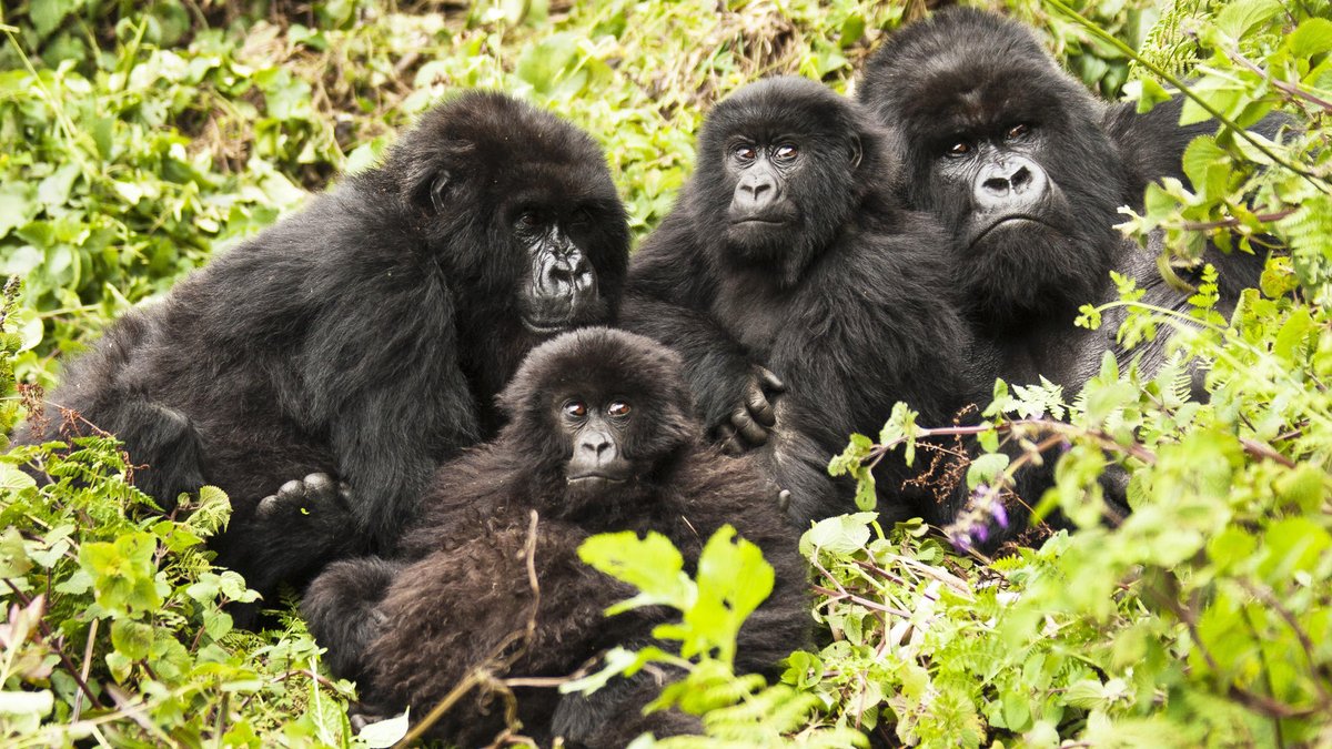 gorillaexperts's tweet photo. SHORT GORILLA TRACKING SAFARI IN RWANDA. 
This safari is perfect for anyone who is limited on their time in Rwanda, or as a combined safari with another East African destination.  Book your 2026/27 guaranteed seat now. 
https://t.co/31ulSvRGSG https://t.co/Twxd144haN