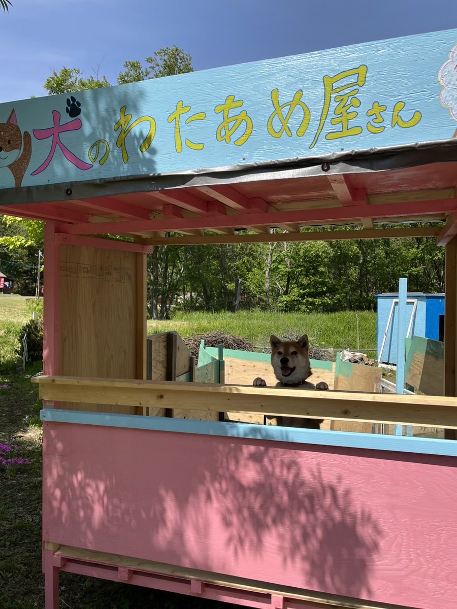 ImoyaKen's tweet photo. 今日もご来店ありがとうございました！
明日、明後日はしゅう店長もいる予定！
遊びに来てね(ᐡ ᴖ  ᴥ  ᴖᐡ )

 #動物
 #PayPay
 #北海道札幌市清田区
 #拡散希望 https://t.co/pAsAgANgNw