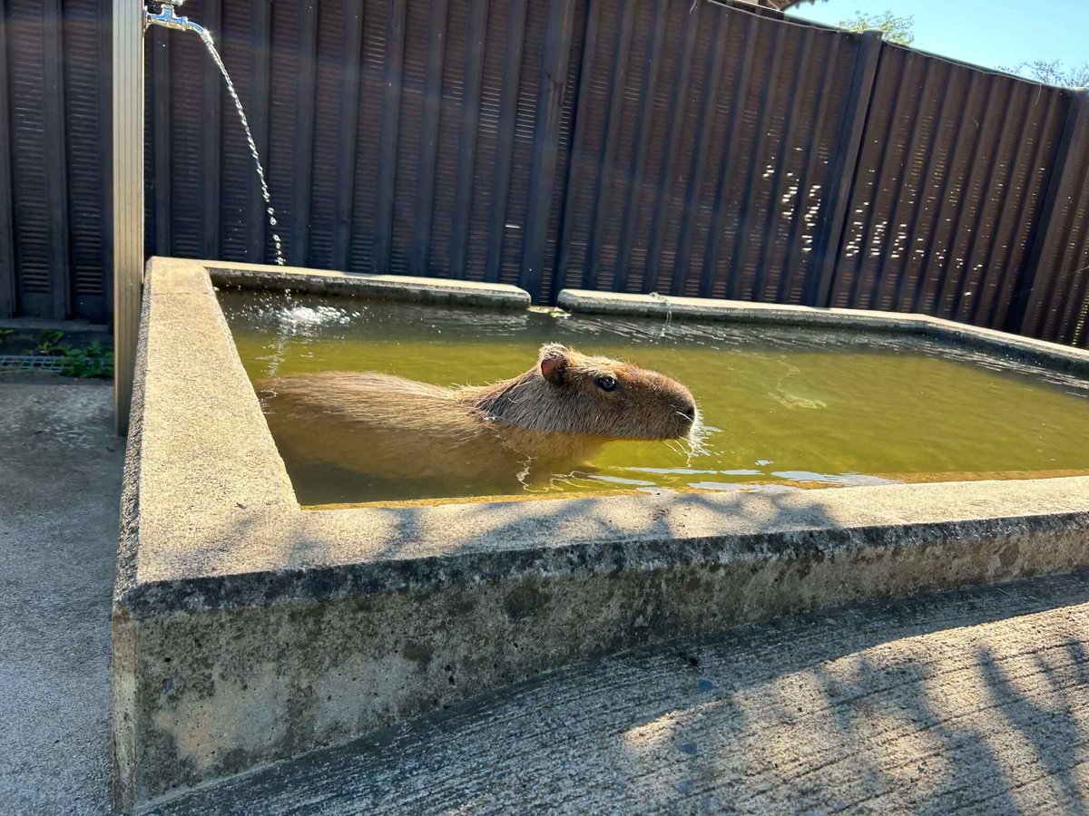 日立市かみね動物園〔公式〕 tweet media