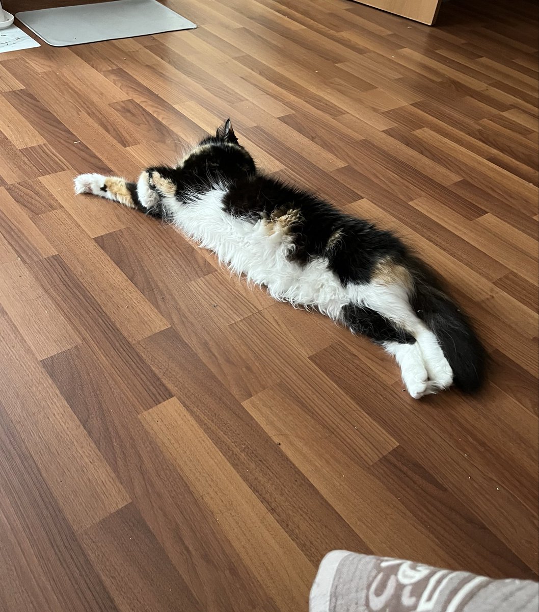 tolstomyaska's tweet photo. I came to hang out while dad is still in bed and mom is already awake, today is a cloudy day and I will wait for them to come home from work 😸Have a good day my friends #tolstomyaska #CatsOnX #CatsOfX https://t.co/hg5LZzlzlW