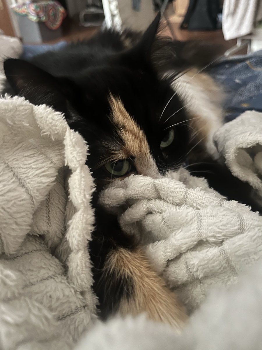 tolstomyaska's tweet photo. I came to hang out while dad is still in bed and mom is already awake, today is a cloudy day and I will wait for them to come home from work 😸Have a good day my friends #tolstomyaska #CatsOnX #CatsOfX https://t.co/hg5LZzlzlW