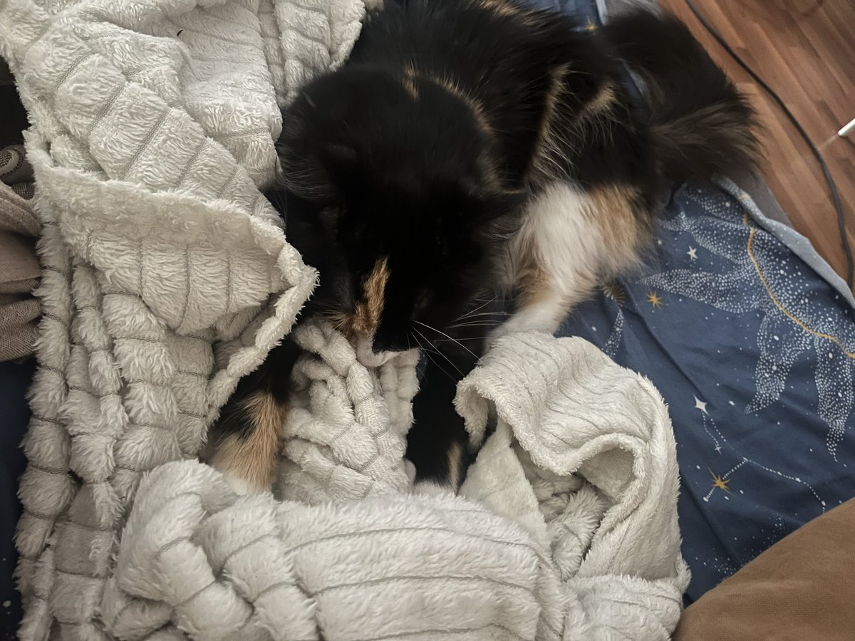 tolstomyaska's tweet photo. I came to hang out while dad is still in bed and mom is already awake, today is a cloudy day and I will wait for them to come home from work 😸Have a good day my friends #tolstomyaska #CatsOnX #CatsOfX https://t.co/hg5LZzlzlW