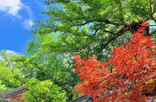 FancyNHuu's tweet photo. Bright clear blue sky peeks through thick lush tree tops. Vivid red maple bursts with color against layers of fresh green. Nature here shows off the most stunning natural color palette ���� #Jiaxing #Nanhu #NatureBeauty https://t.co/jO7lFN6TzW