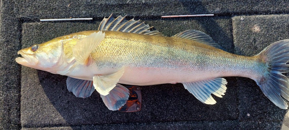 PatrickSalesses's tweet photo. Les jours se suivent 😁
88 tout rond 🐟🎣☀️🇪🇦 https://t.co/aarKltcpNp