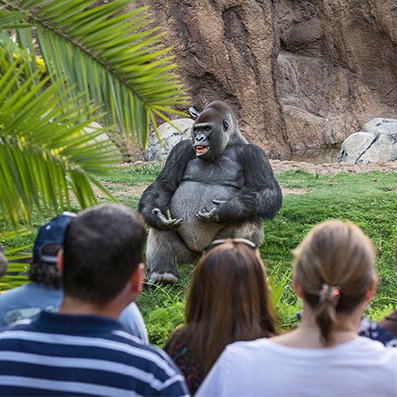 AMAZlNGNATURE's tweet photo. Gorilla appears to give an outdoor lecture to zoo visitors

A gorilla at the Los Angeles Zoo was photographed sitting in front of a crowd, creating a scene that looked less like a zoo exhibit and more like a university lecture being held outside on a sunny day. https://t.co/KTKfEdVyuq