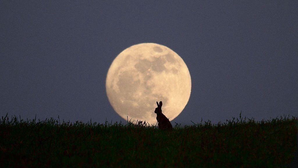 jjeri44's tweet photo. 진짜진짜지인짜 이쁜 달토끼🐰🌕 https://t.co/f8WUQfI0ae