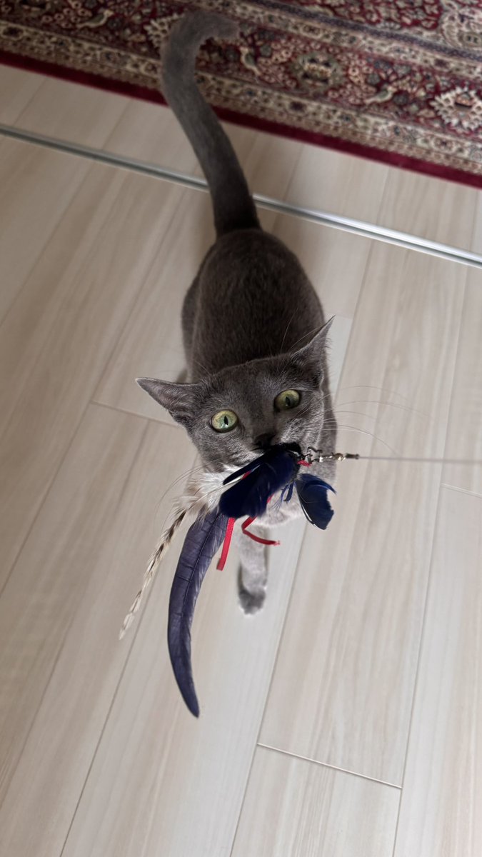 Paneda2501's tweet photo. お気に入りの猫じゃらし離さない猫 https://t.co/tjK8QvkX01