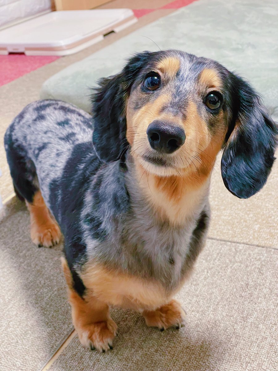 DappleNoel's tweet photo. 今日の愛犬。 https://t.co/JBzsUXAaTO