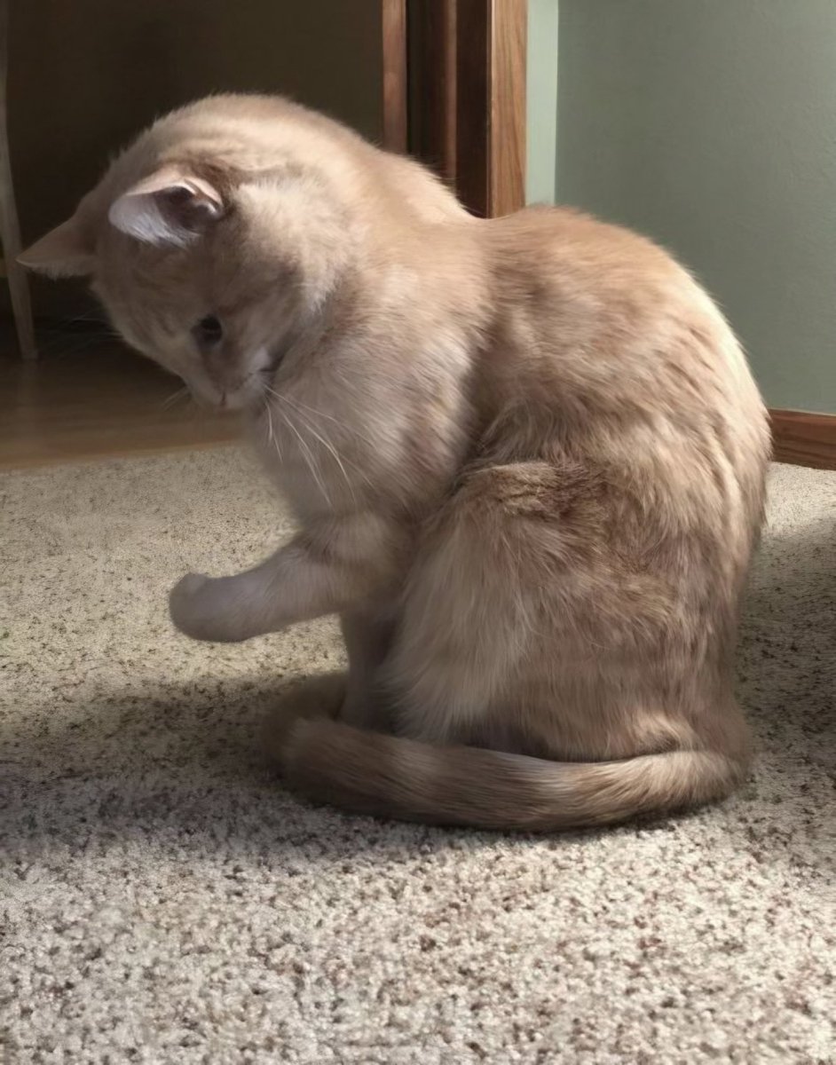 fwcatty7's tweet photo. 💪😼 https://t.co/PXu1WqFfoQ