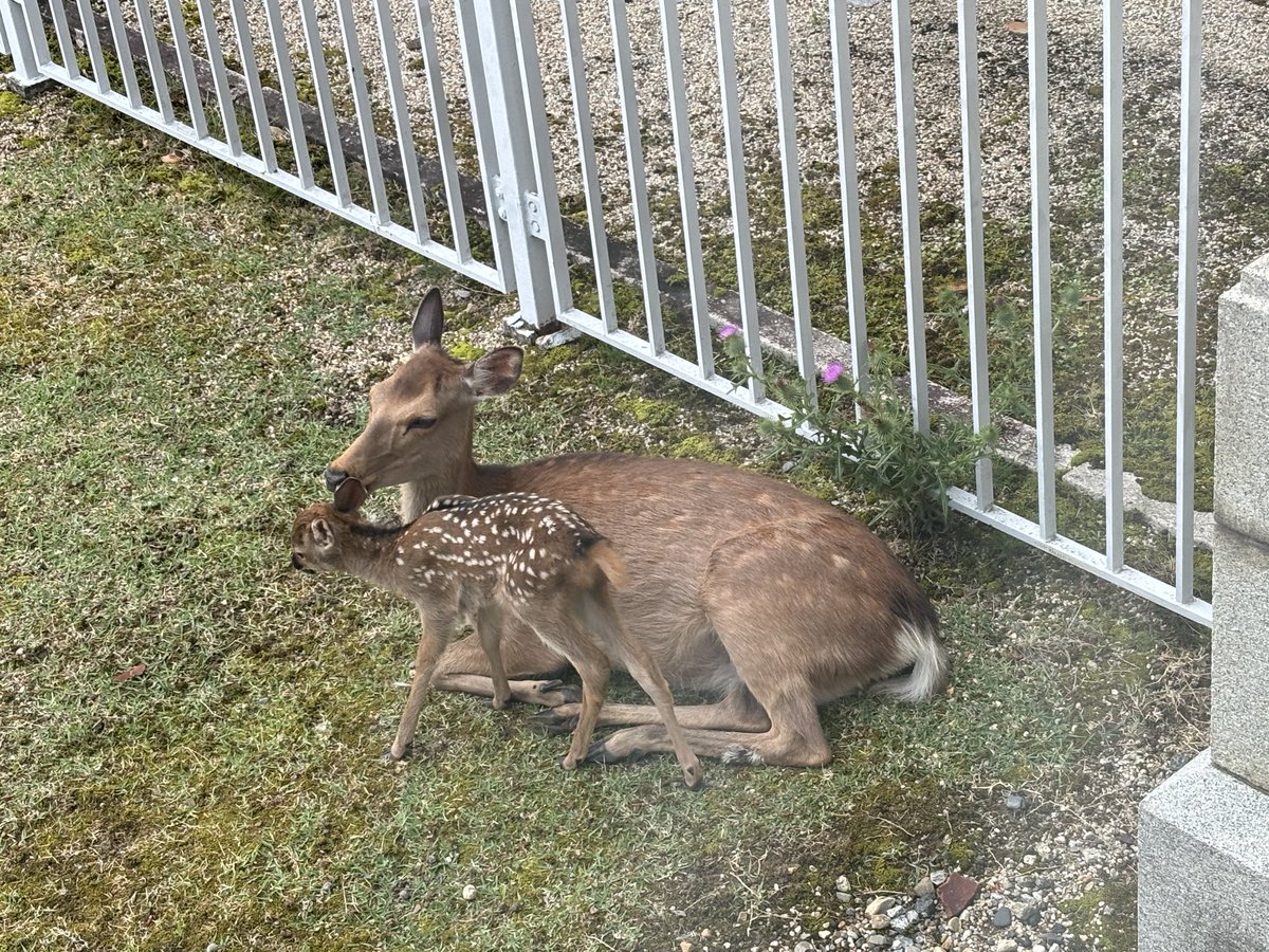 melon_megzo's tweet photo. 奈良公園には小鹿がたくさんいた、かわいい https://t.co/yzeawCzsbE