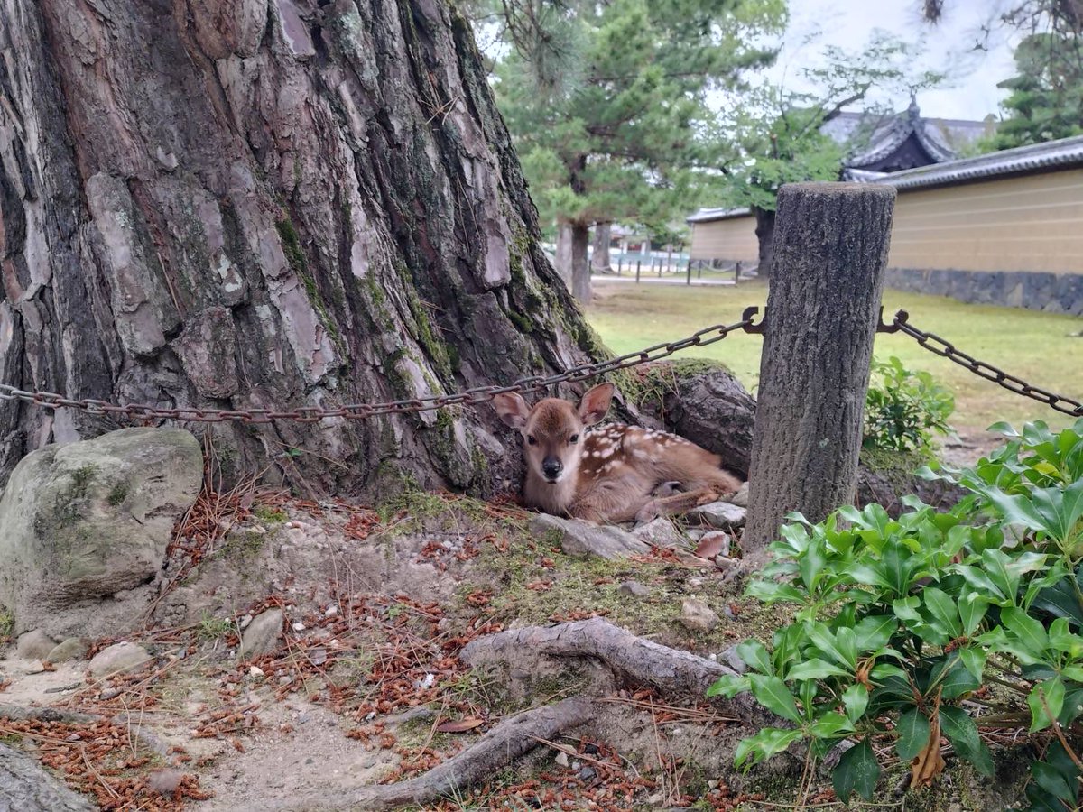 melon_megzo's tweet photo. 奈良公園には小鹿がたくさんいた、かわいい https://t.co/yzeawCzsbE