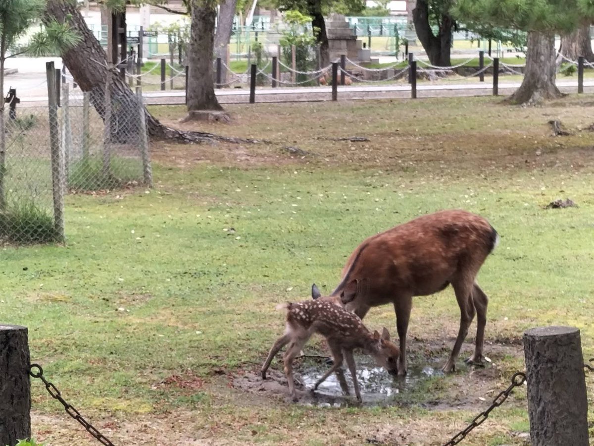 melon_megzo's tweet photo. 奈良公園には小鹿がたくさんいた、かわいい https://t.co/yzeawCzsbE