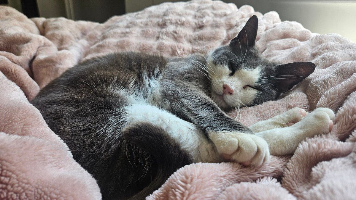 echoyla's tweet photo. // sign of life! got a new cat, am still hot, the cats name is Leonard and I found her under my old trailer I used to live in. I'm doing okay! thinking abt coming back to twt because my boyfriend is writing here again and i'm a sucker for that nerd. hi everyone <3 https://t.co/B0HMi0xzIi