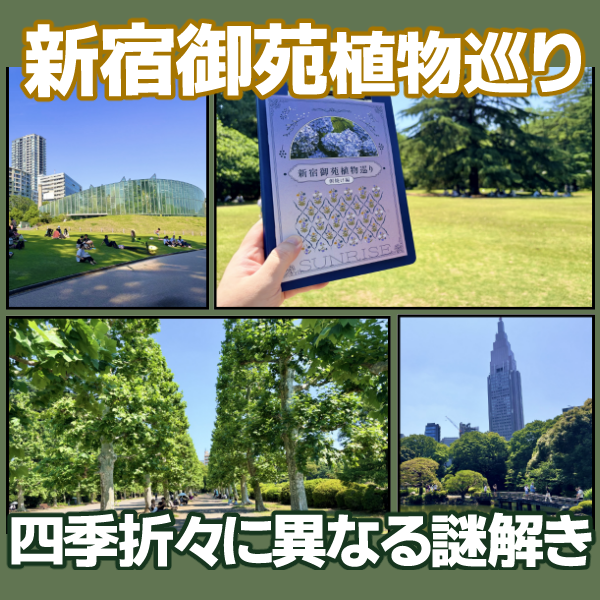 dnazo_game's tweet photo. 周遊謎のレビュー書きました。

#新宿御苑植物巡り (#街ハック !)

難易度:★★☆☆～★★★☆
所要時間
朝焼け編：1.5時間（公式2時間〜）
夕焼け編：2.5時間（公式3時間〜）
宵編：30分

特徴
四季折々の新宿御苑を、植物図鑑を片手に周遊
難易度,趣向の異なる3部構成で幅広い層が楽しめる

続きは↓ https://t.co/X2rHDMEwp2