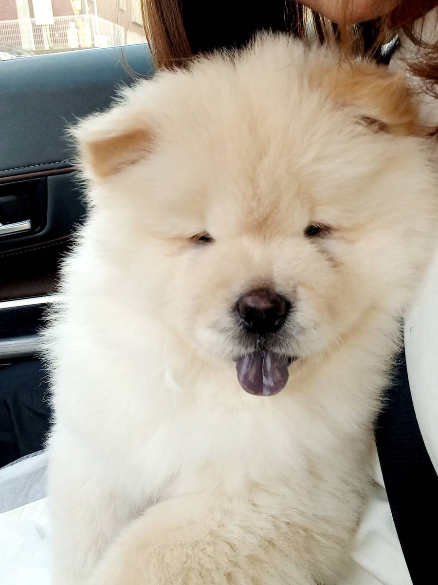 犬のいる生活
