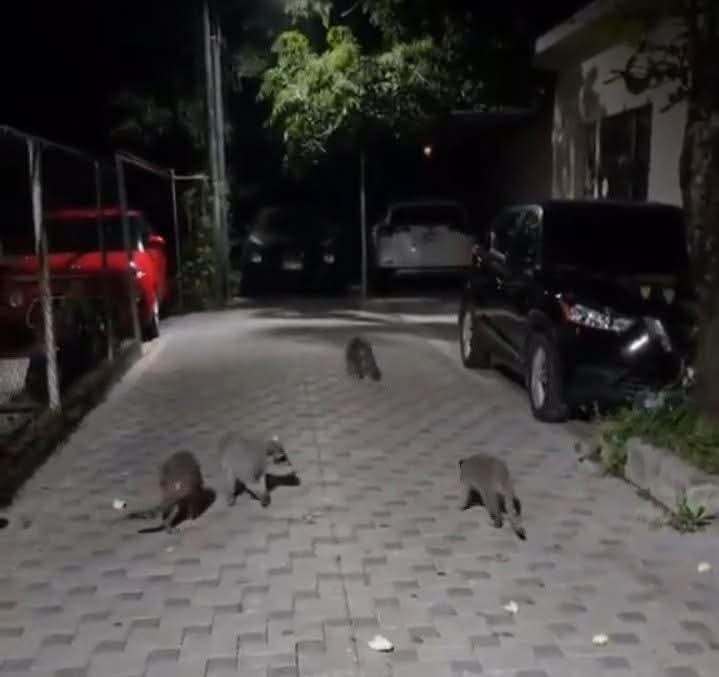 AstroInfer47911's tweet photo. El Salvador destruye lo poco de bosque que aún tiene ,muchos animales se quedarán sin hogar  y morirán https://t.co/0tBb5S78Wl