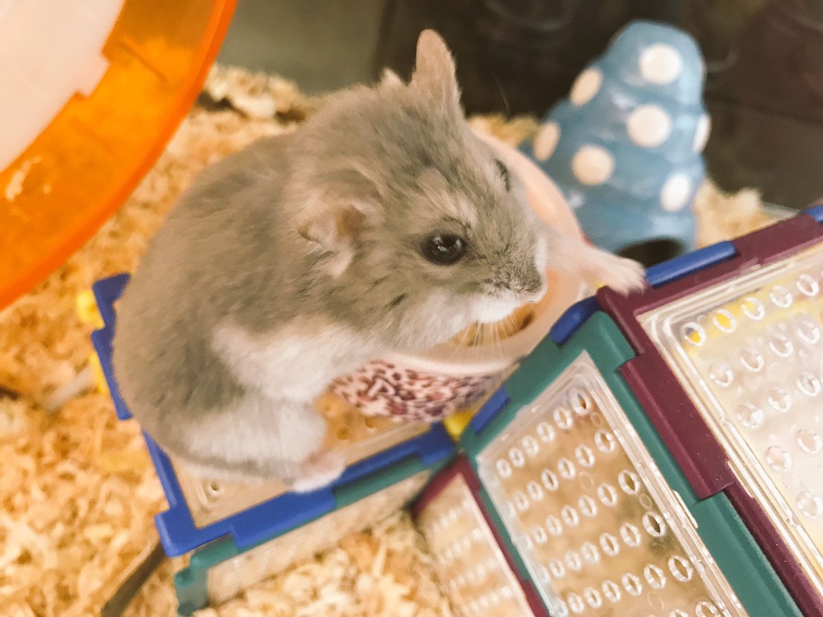 我が家のハムたちは三者三様🐹🐹🐹 #ハムスター #hamster