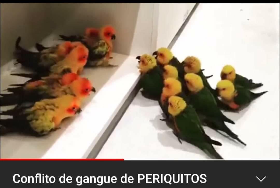 mariegomesz's tweet photo. a vida do ortiz ta muito calma então ele vai meter um triângulo com a vitória de novo https://t.co/YlBbrAcHNx
