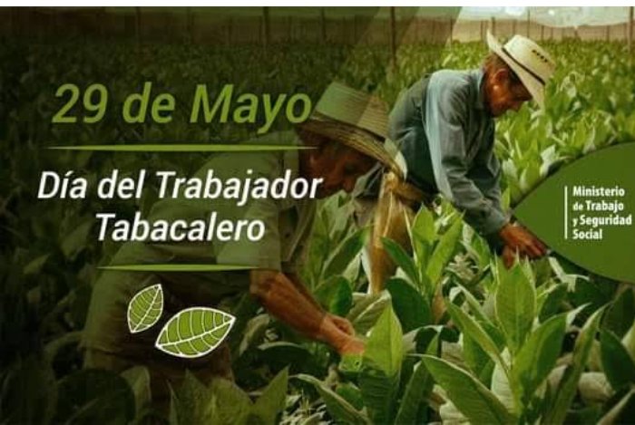 atpcavinotu's tweet photo. 29 de mayo se celebra el día del trabajador tabacalero con el motivo del natalicio del líder obrero Lázaro Peña González
fecha en que homenajeamos a todos aquellos que hacen posible que el habano siga siendo considerado el mejor tabaco del mundo.#INOTUCAV https://t.co/Yx2tmsEsdM
