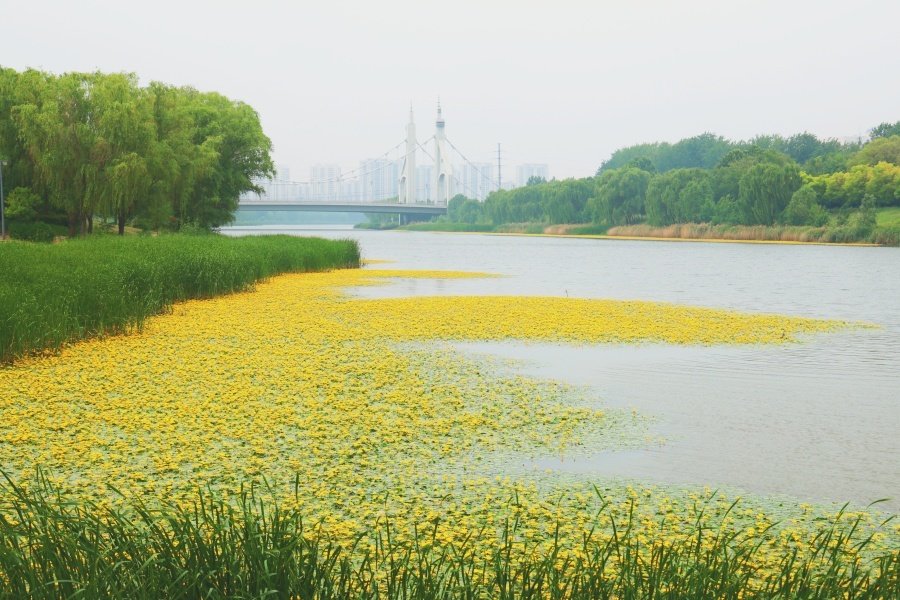 angellicoco's tweet photo. 聊城徒骇河河畔，河面成片的荇菜花肆意绽放，嫩黄色小花随风摇曳，错落点缀于碧波间~~ #聊城徒骇河 https://t.co/SfBovtoqJ8