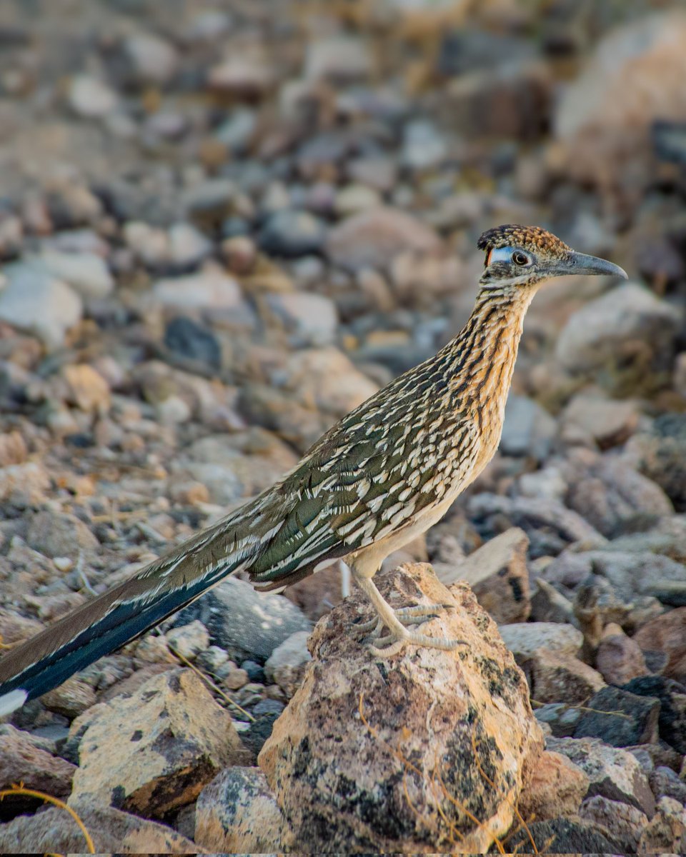 bcsesmitierra's tweet photo. 🐦 La Churea o chureya... 

Cómo le dicen #sudcalifornianos 🤔

🧬 (Geococcyx californianus)
 #bcsmitierra🌵 #lapazbcs #bajacaliforniasur #roadrunner https://t.co/2HEDTh2u6b