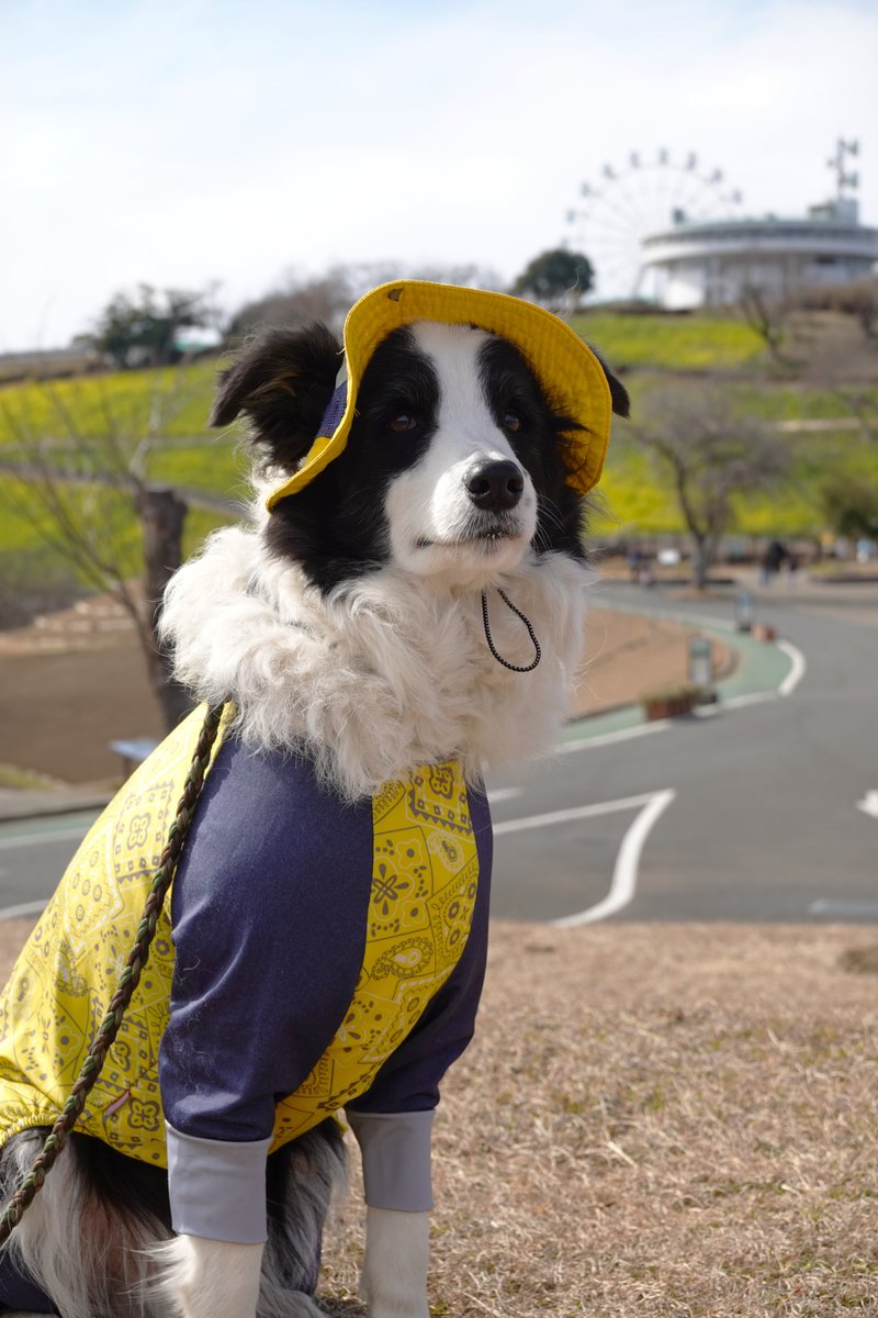 BCL_Haru's tweet photo. 好きな帽子を選ぼう！🐶🧢 https://t.co/eW2tMCJVGp