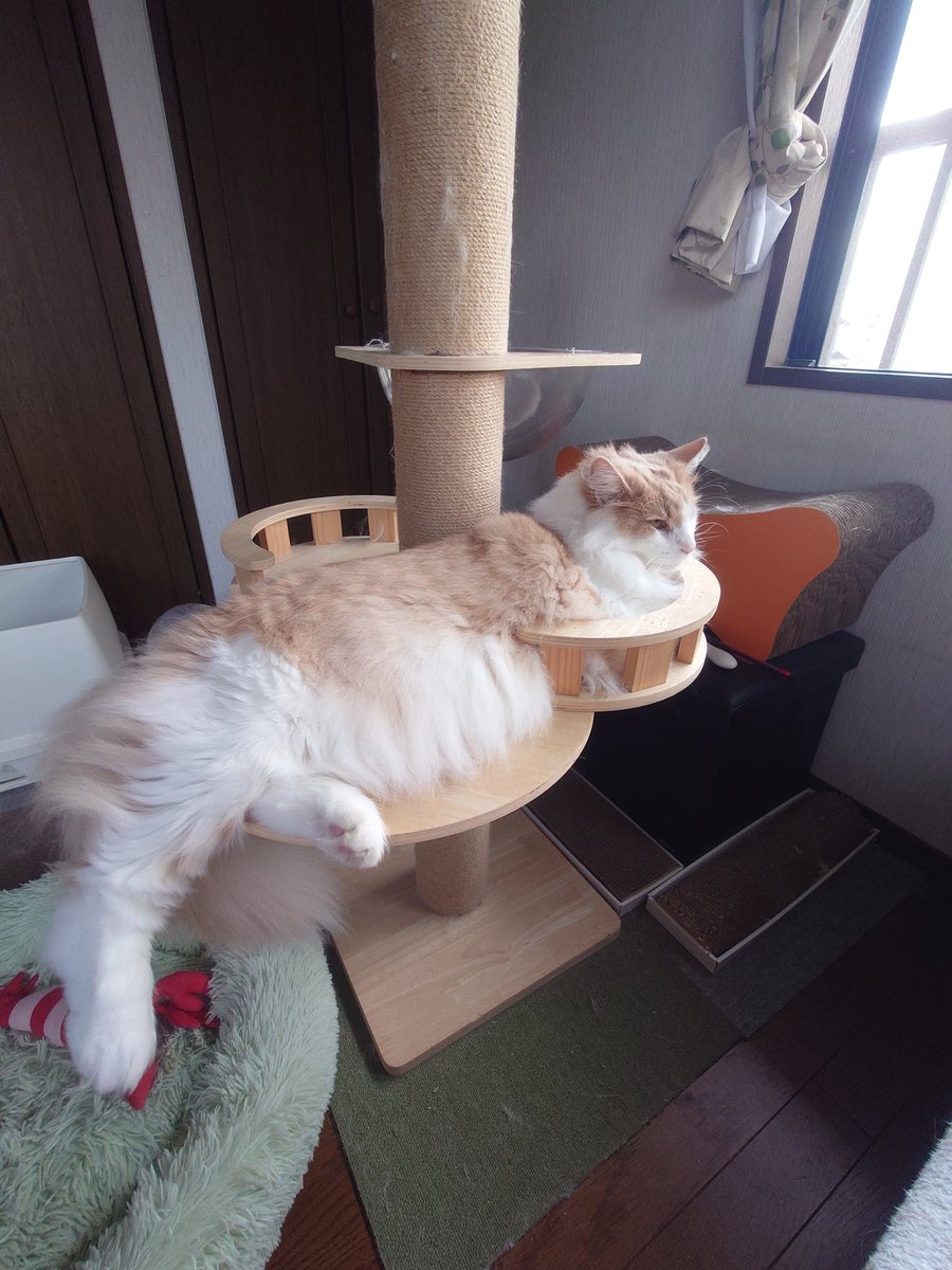 kuu520's tweet photo. にゃんこ様をみてるだけでいい
#幸福の日 https://t.co/E89sQmBlex