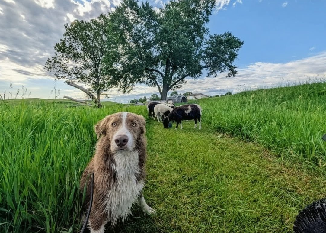 FromTheProShop's tweet photo. Goose has mixed feelings about the sheep. @DogsOfTurf https://t.co/uwixRwO5d7