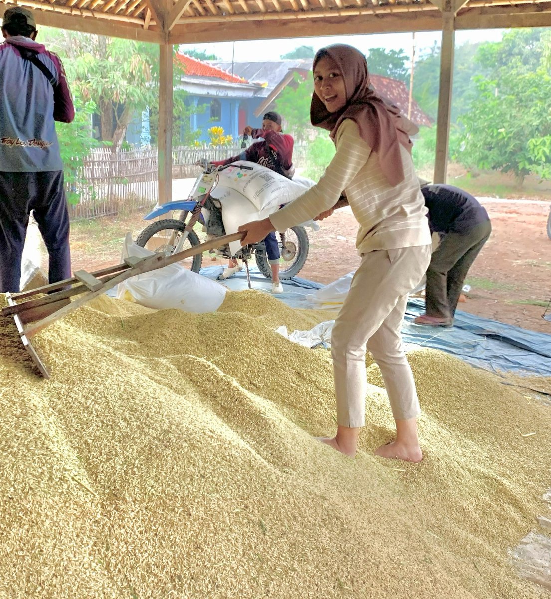 rouppme's tweet photo. Banyak petani padi kehilangan Rp 10 juta per musim tanpa sadar.

Bukan karena hama.  Bukan karena penyakit.  Bukan juga karena cuaca.

Tapi karena kekurangan kalium (K) di fase pengisian bulir.

👇 https://t.co/wbQGzX9pbK