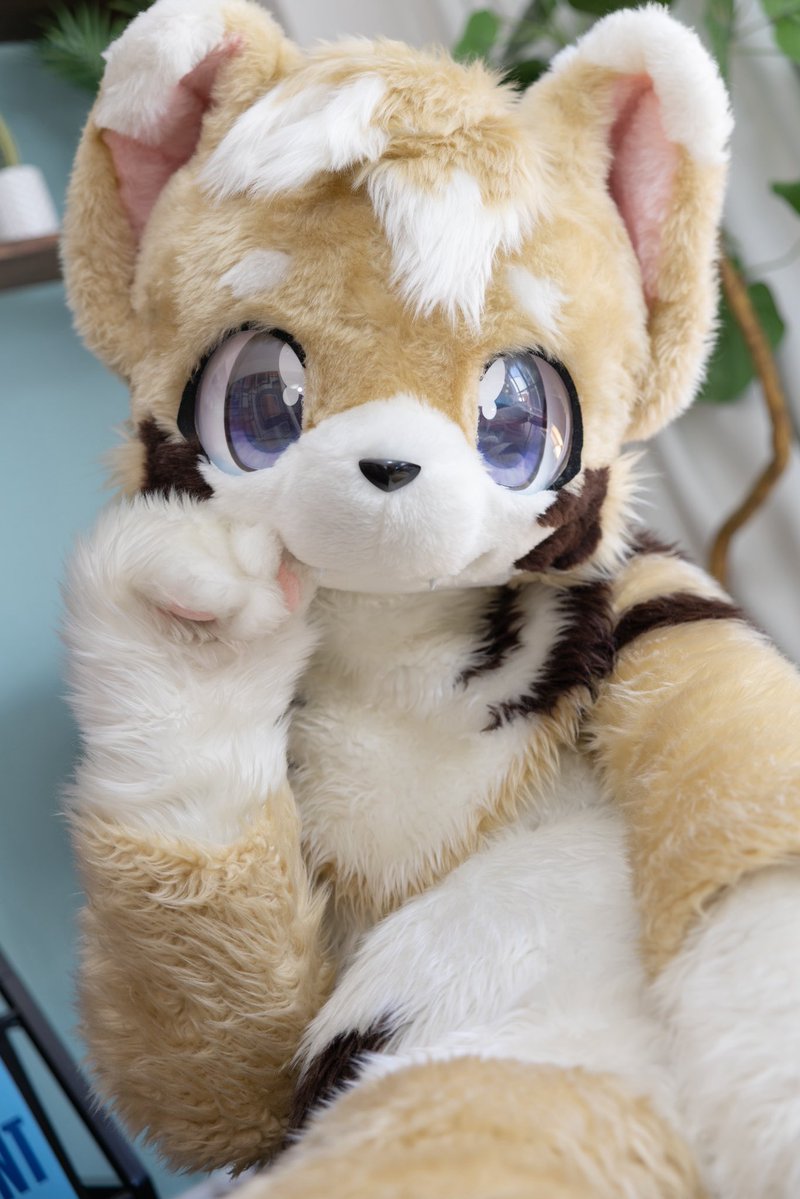 いぬのはし🐾 tweet media