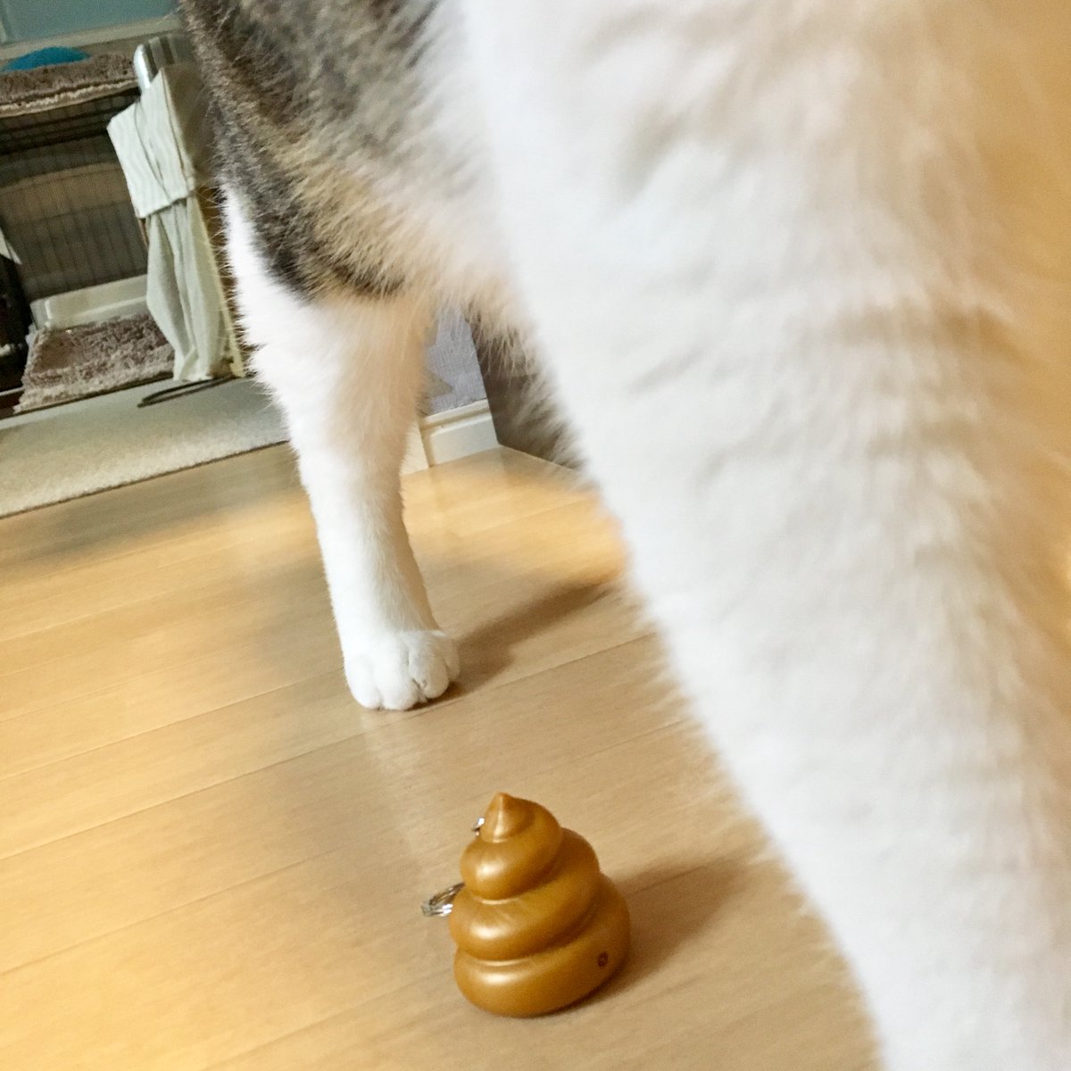 でむぱ🤡にゃんドレッシング tweet media